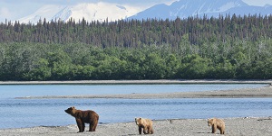 Whales, Bears and Vancouver Island